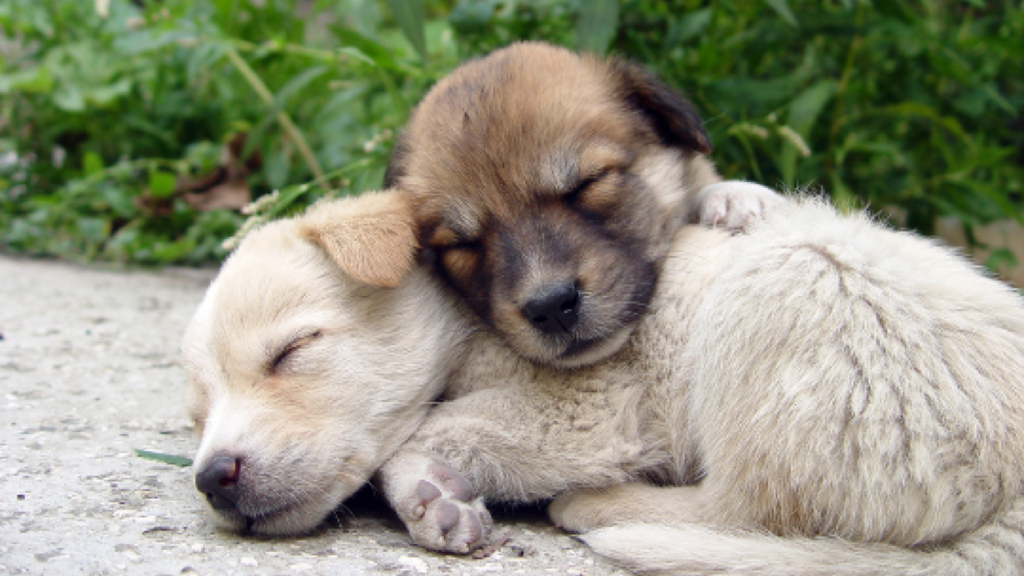 Image of puppies sleeping - Fosters Mattress Blog Post