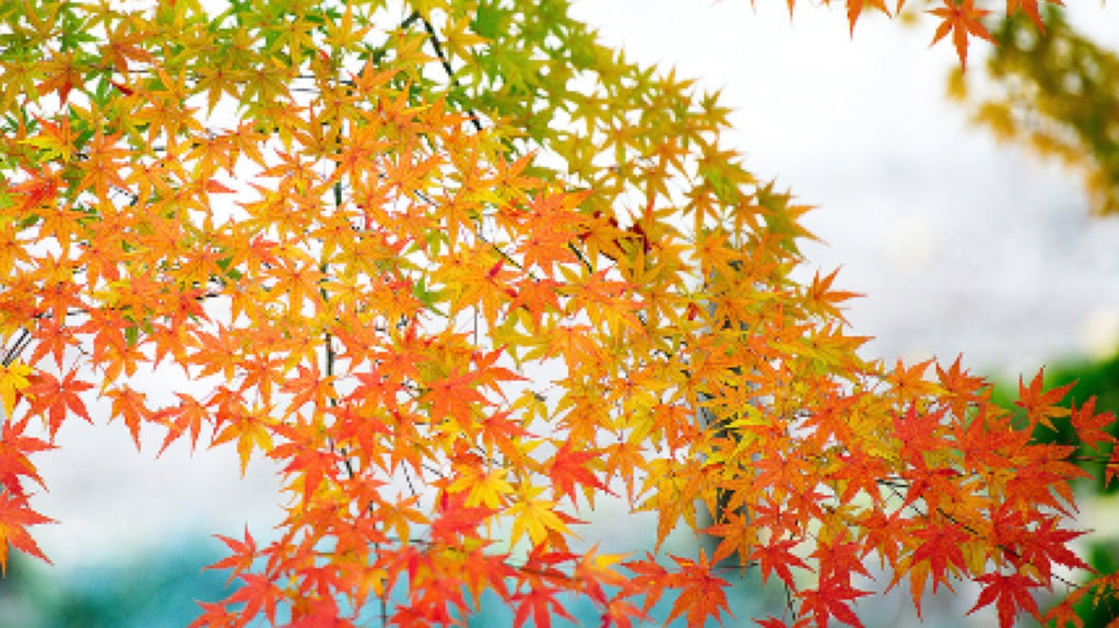Fall leaves in a rainbow of colors - Fosters Mattress Blog Post